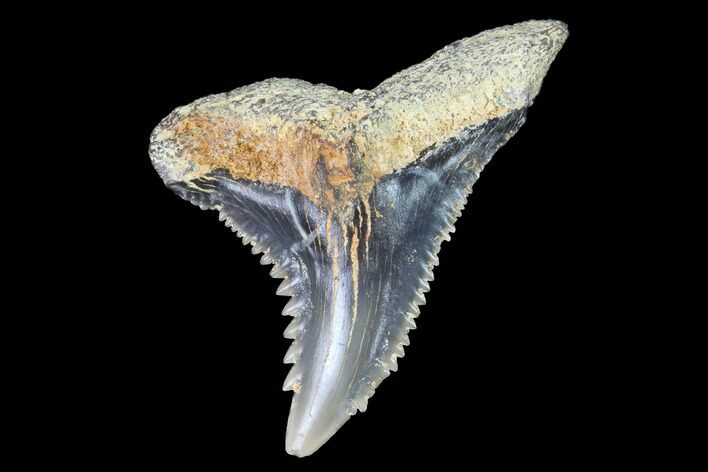 Hemipristis Shark Tooth Fossil - Virginia #96535